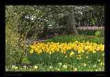 Keukenhof Hollandia 007